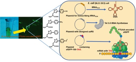 Publication image: Bag*, S. S.; Banerjee, A.; Barman, S.; Tiwari, S.. Fluorescent Triazolyl Unnatural Amino Acids in Protein Engineering: Encoding Super Folder Green Fluorescent Protein and Spectroscopic Study. Bioorganic Chemistry, 2025, 109045